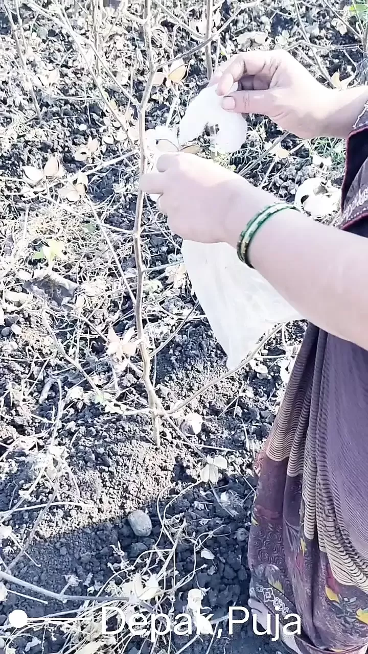 Marathi devar fucks pooja bhabhi fiercely in cotton cultivation Full HD Video watch online image