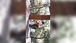 Sensual Outdoor Sex Gets Animalistic Before Couple Orgasm Together - 14 image