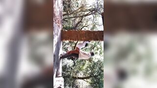 Sensual Outdoor Sex Gets Animalistic Before Couple Orgasm Together - 15 image