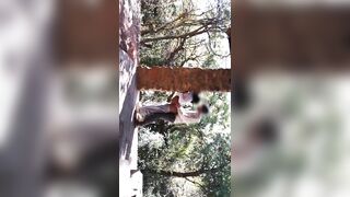 Sensual Outdoor Sex Gets Animalistic Before Couple Orgasm Together - 8 image