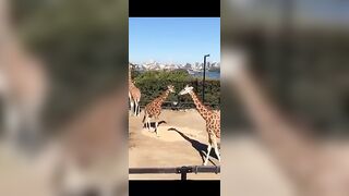 Australian School Girls Take A Zoo Trip - 1 image