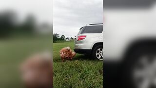 Outdoor dildo and car fuck in a field - 7 image