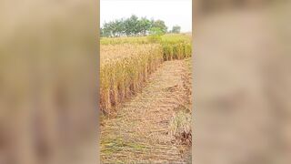 Dhan ki khet me chudai kiya desi bhabhi ko - 11 image