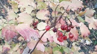 Our autumn romantic sex in a hut - Lesbian-illusion - 2 image