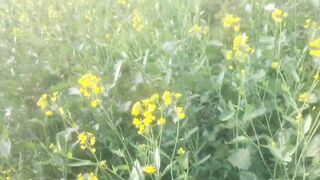 Deshi bhabhi outdoor field anal scene in hindi audio