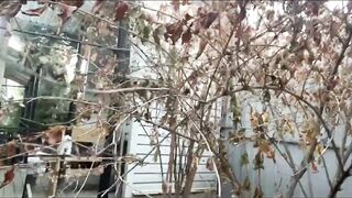 Alice Pees in the Street 3 Times