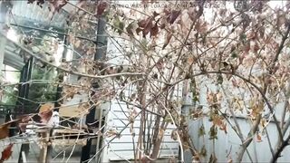 Alice Pees in the Street 3 Times