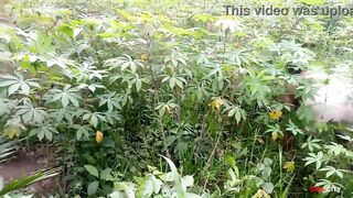 Two sharp guys fucked the King's maid while weeding the cassava farm - 8 image