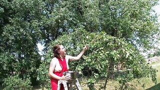 Topless Brunette Picking Cherries from the Tree - 3 image