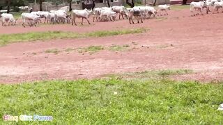 Horny Herdsmen Abandoned His Cows At The Field To Fuck Amaka The Local Slut In A Dilapidated Building To An Uncompleted Building (Watch Red) - 11 image